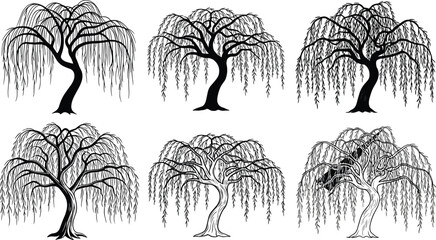 Willow tree, botanical sketch, nature foliage, drooping branches, tree silhouette, forest plant, cad drawing flat vector illustration © Monira