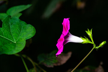 Obraz premium Black background, wild purple red morning glory flowers are blooming, the beauty of nature