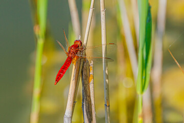 Feuerlibelle, Libelle