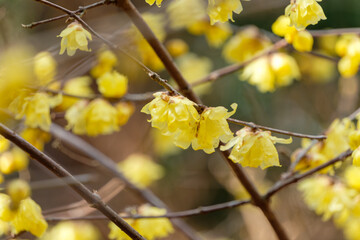 Obraz premium 逆光に輝くロウバイの花と枝の重なり