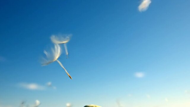 Dandelion seeds dispersing in a blue sky