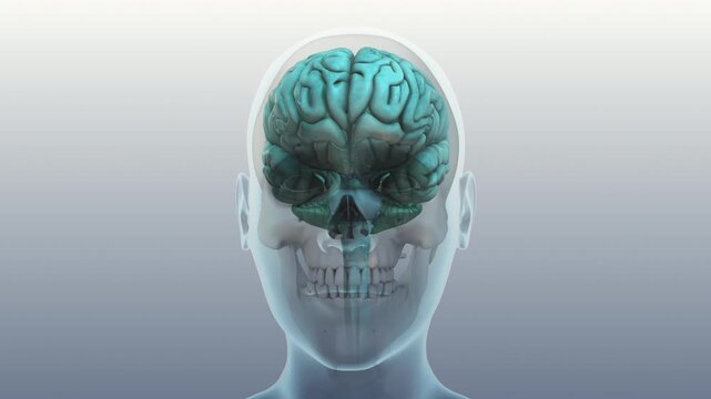 Concussion Impact On Human Brain