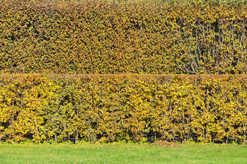 Natural fence in the autumn city park.