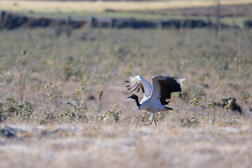 Naklejka premium Black-necked Crane in Flight Above Phobjikha Valley, Bhutan 