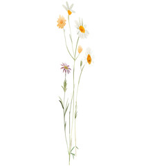 Watercolor wild daisies and meadow flowers with slender stems on black background