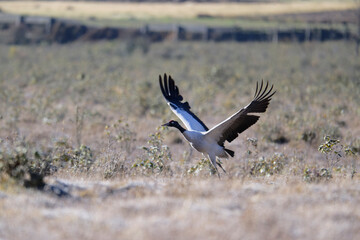 Naklejka premium Majestic Black-necked Crane in Flight, Bhutan 
