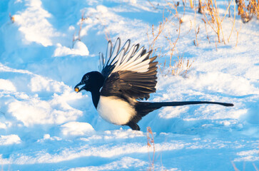 Black billed magpie in the snow