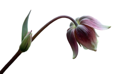 Pink and purple flower with drooping petals and green stem isolated on a transparent background