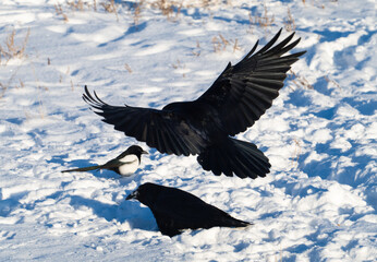 Two common ravens in the snow