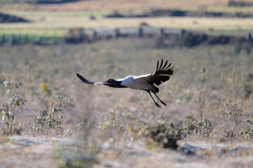 Naklejka premium Iconic Black-necked Crane Flying in Phobjikha 