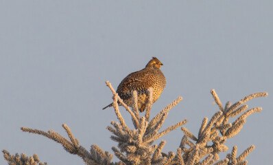 Sharp tailed grouse in a tree