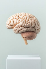 Human brain model floating above white pedestal. Medical intelligence concept for psychology science, neurology education, mental health awareness and anatomy study presentation
