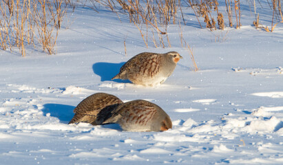 Gray partridges in the snow