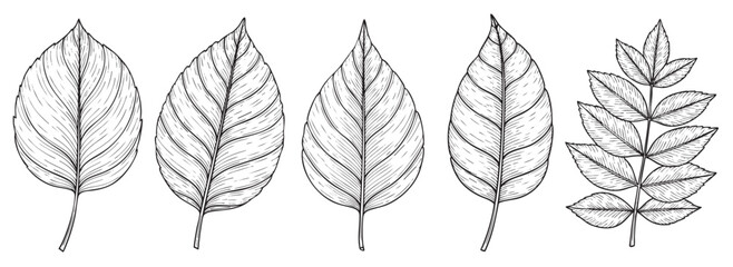Fototapeta premium A collection of detailed hand-drawn botanical sketches of leaves and a sprig on a white background, perfect for design elements.