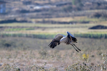 Naklejka premium Endangered Crane Flying in Phobjikha Valley 