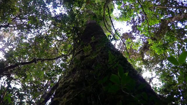 Majestic canopy reaching for the light: A towering tree, its trunk textured with moss and life, ascends towards a canopy of lush green foliage.
