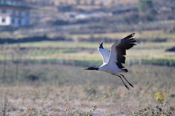 Naklejka premium Black-necked Crane with Spread Wings Over Bhutan 