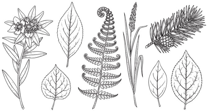 A collection of detailed black and white botanical illustrations of various plants including edelweiss, fern, pine branch, and leaves, presented on a clean white background for design flexibility.