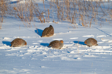 Gray partridges in the snow