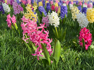Hyacinth blooms brings bright colors to spring.