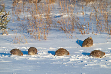Gray partridges in the snow