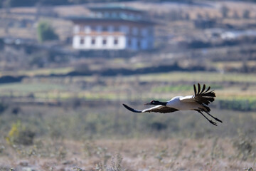 Naklejka premium Flying Black-necked Crane in Phobjikha Wetland Valley 