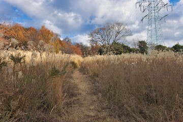 ススキの風景