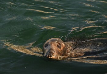 Seal, Phoca vitulina, in natural marine environment © GenadiyGM
