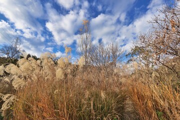 Fototapeta premium ススキの風景
