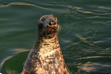 Seal, Phoca vitulina, in natural marine environment