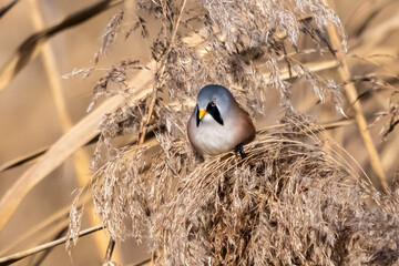 Basettino ( Panurus biarmicus )
