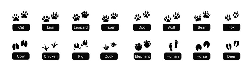 Large set of animal and bird trace steps imprints on white