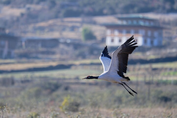 Naklejka premium Black-necked Crane in Flight Over Open Valley 