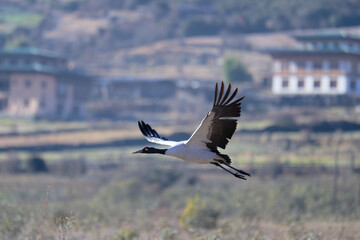 Naklejka premium Black-necked Crane Above Sacred Valley of Bhutan 