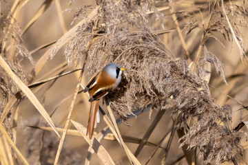 Basettino ( Panurus biarmicus )