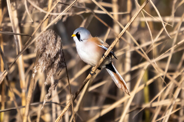 Basettino ( Panurus biarmicus )