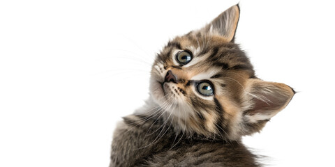 Curious kitten tilting its head. Expressive kitten isolated on transparent background.
