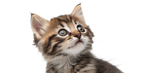 Curious kitten tilting its head. Expressive kitten isolated on transparent background.