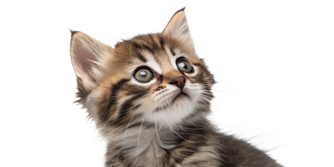 Curious kitten tilting its head. Expressive kitten isolated on transparent background.