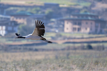 Naklejka premium Black-necked Crane in Flight, Endangered Species 