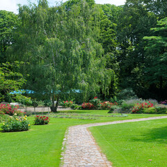 Beautiful Public Park Landscape with Blooming Rose Bushes