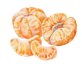 Watercolor set of sweet ripe mandarins including whole fruit, half piece, and juicy segments. Fresh citrus clipart food design, kitchen decor, holiday projects, seasonal illustrations ntitled Artwork
