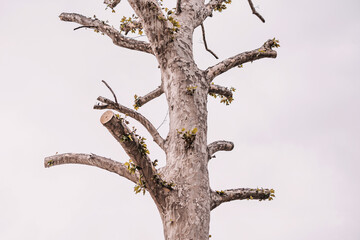 Sycamore tree trunk and cut branches showing small green leaves budding against a plain light sky....