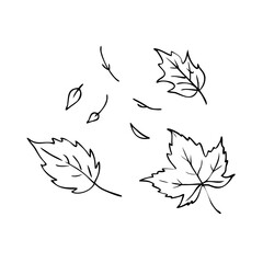 Line art autumn leaves sketch, diverse falling foliage outlines. Hand drawn autumn leaves sketch showing natural shapes.