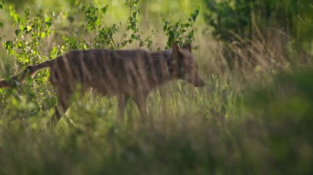 Wolf walking in tall grass, slow motion