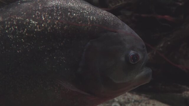 Close-up of piranhas head in a fish tank