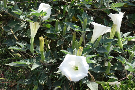 Florescence of Datura innoxia in mid September