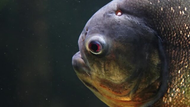 Side view of piranhas head - close-up