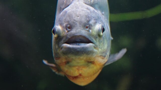 Front view of piranhas head - close-up