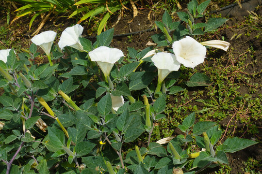 Five white flowers of Datura innoxia in September